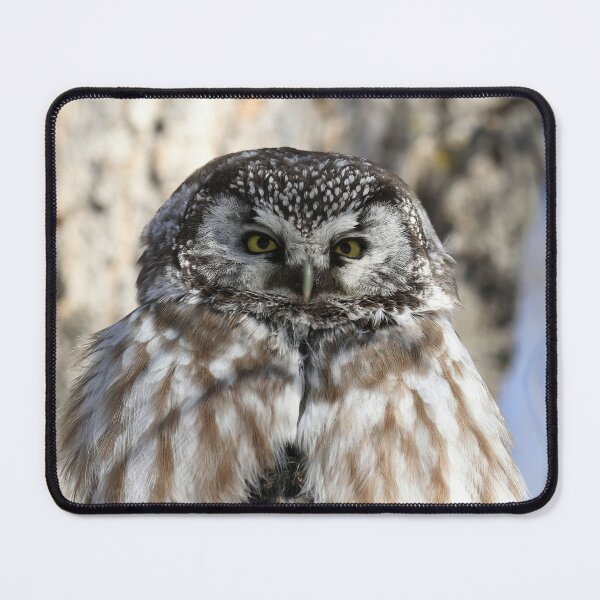 Item preview, Boreal owl sitting on prey designed and sold by locustgirl.