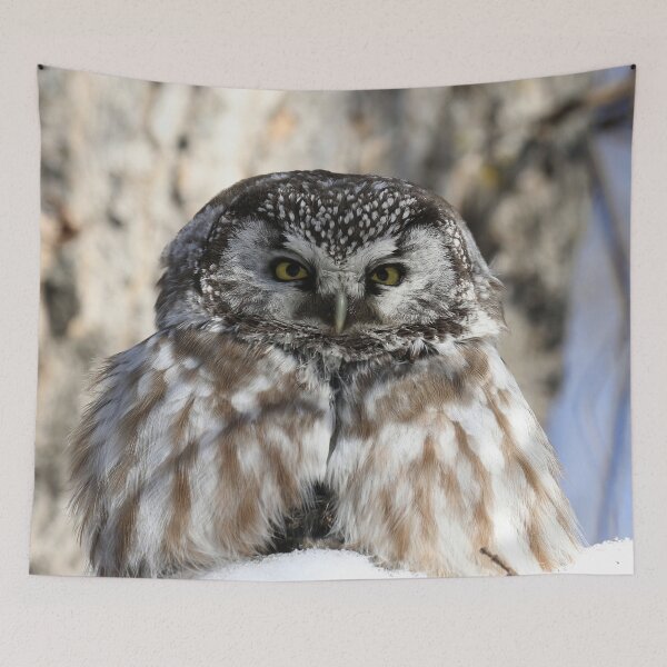 Item preview, Boreal owl sitting on prey designed and sold by locustgirl.