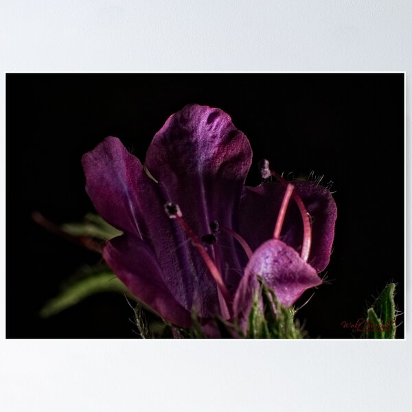 Item preview, Weed (5) designed and sold by Wolf Sverak Photography.