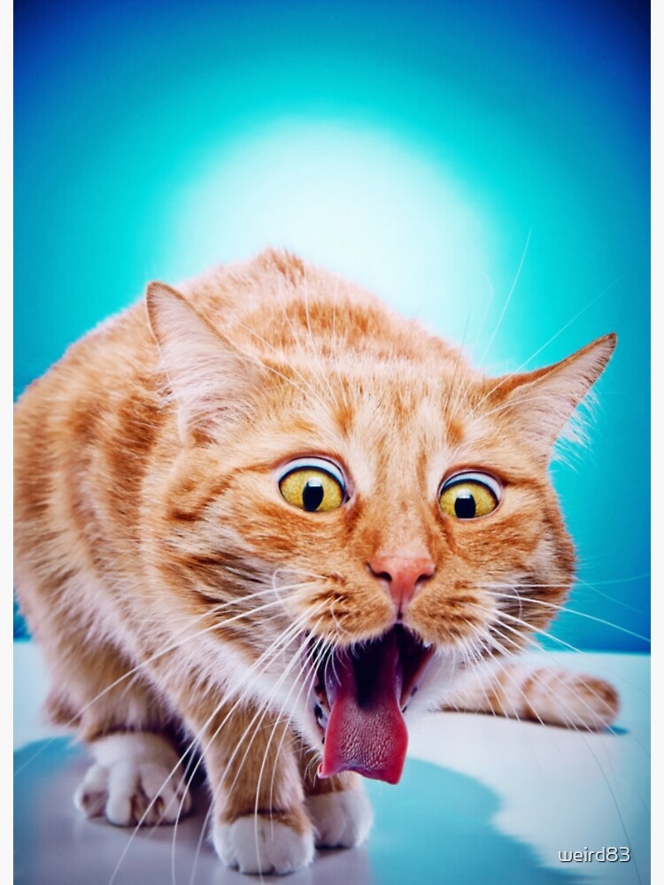 "Cat puke kitty puking hairball furball fuzzy fur ball choking cute