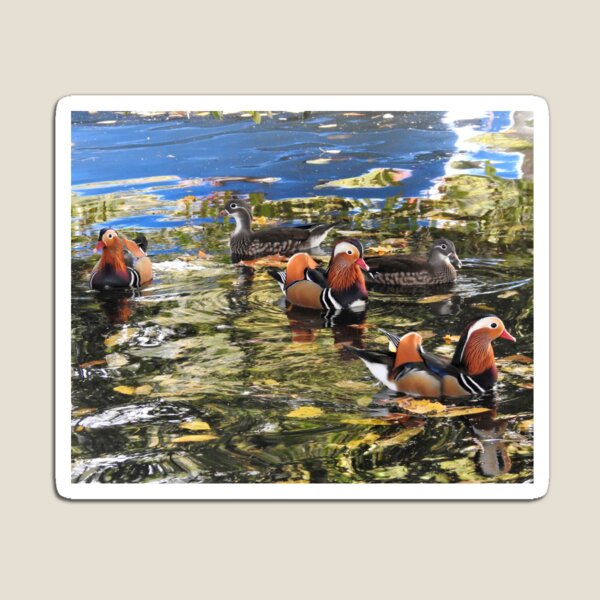 Item preview, Patos mandarines en reflejos frondosos designed and sold by TwistedClassics.