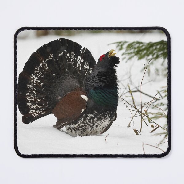 Item preview, The King. Western capercaillie designed and sold by Jouko Lehto Photography.