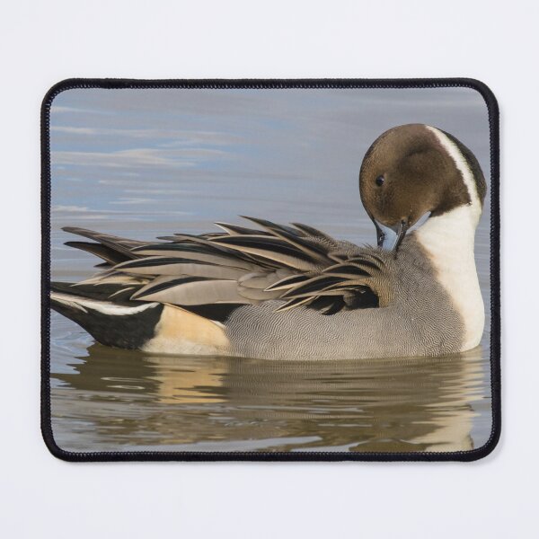 Item preview, Pintail designed and sold by LaurenTucker.