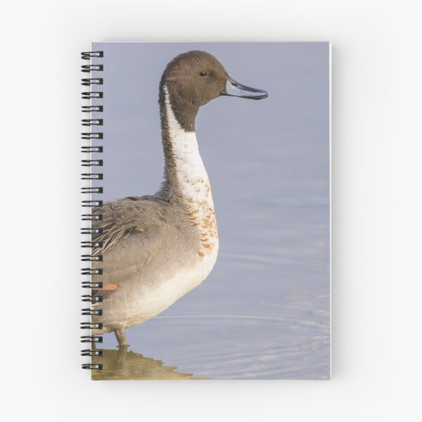 Item preview, Pintail designed and sold by LaurenTucker.