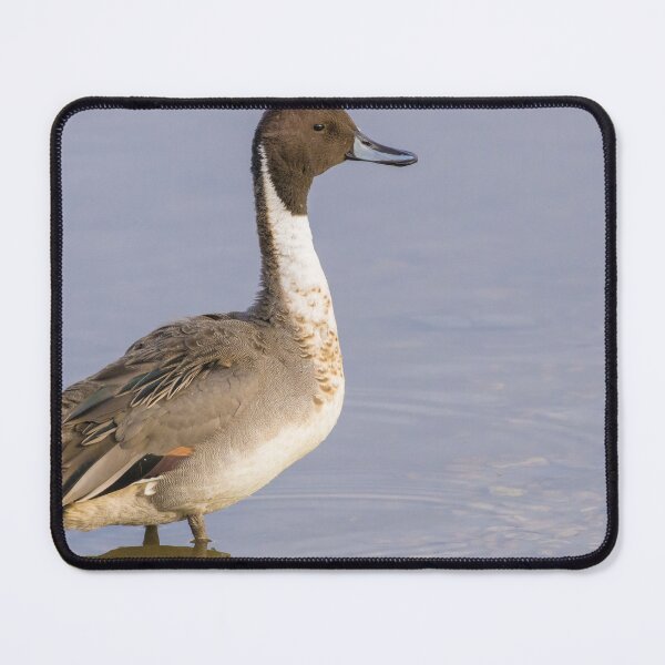 Item preview, Pintail designed and sold by LaurenTucker.