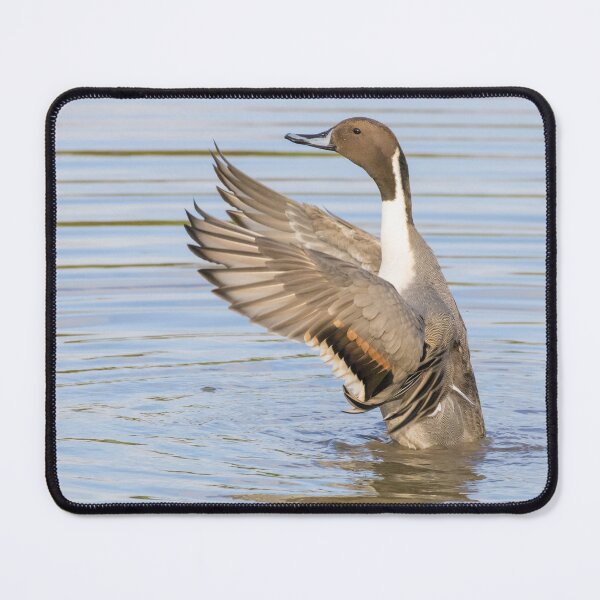 Item preview, Pintail designed and sold by LaurenTucker.