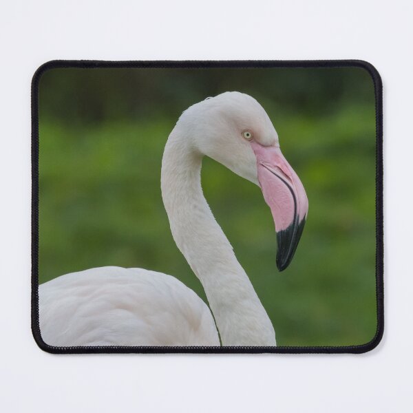 Item preview, Greater Flamingo designed and sold by LaurenTucker.