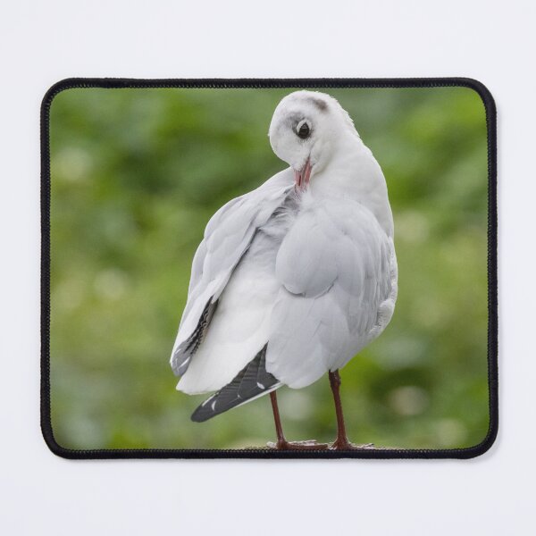 Item preview, Black Headed Gull designed and sold by LaurenTucker.