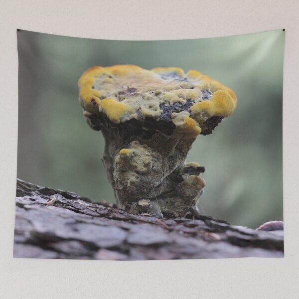 Item preview, Velvet-top Fungus designed and sold by cuprum.
