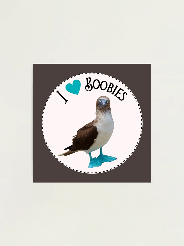 Check Out These Boobies Cheeky Postcard Blue Footed Boobies Postcard Blue  Footed Booby Postcard 