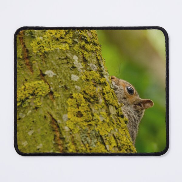 Item preview, Grey Squirrel Peeking Around a Tree designed and sold by UKMatt2000.