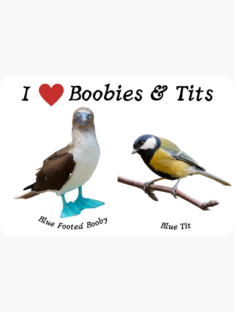 All kinds of Boobies, birds Poster for Sale by KyaKnightDesign