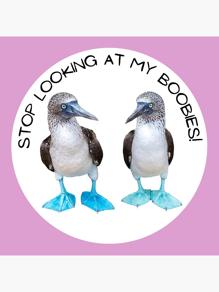 Stop Looking at My Boobies // Blue Footed Booby | Art Board Print