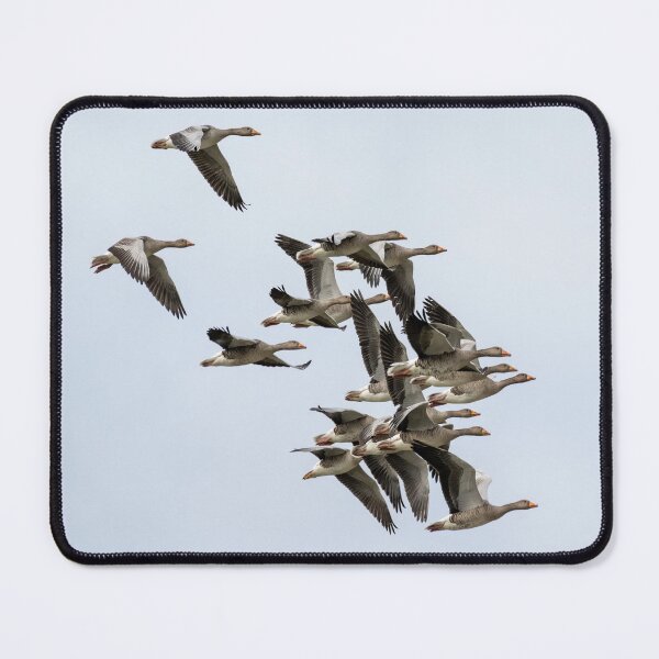 Item preview, Flock of Greylag Geese designed and sold by UKMatt2000.