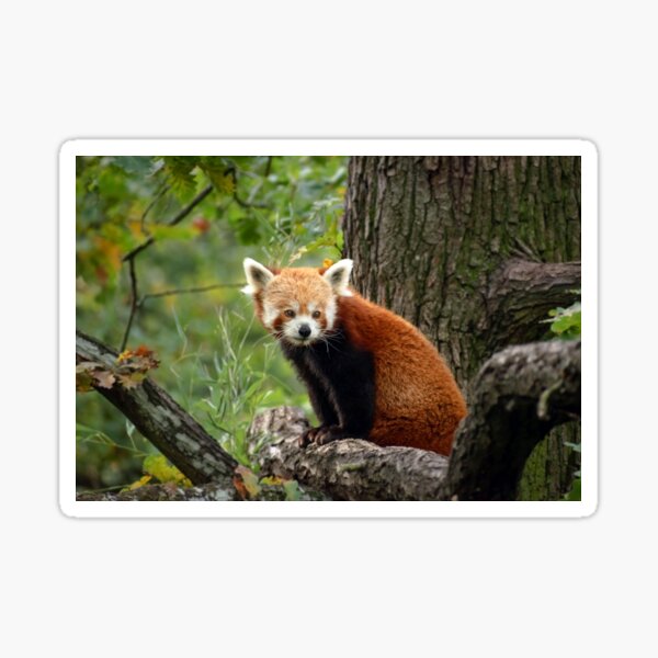 Cute Red Panda Sticker For Sale By Aleksander37 Redbubble