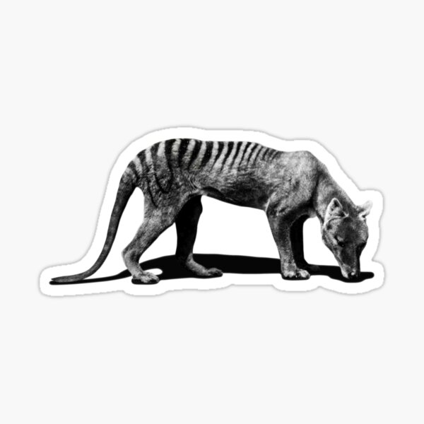 Vista previa del artículo con la obra «Tilacino. Lobo Marsupial. Lobo de tasmania. Animal extinto», diseñado y vendido por Tiendaplanista.