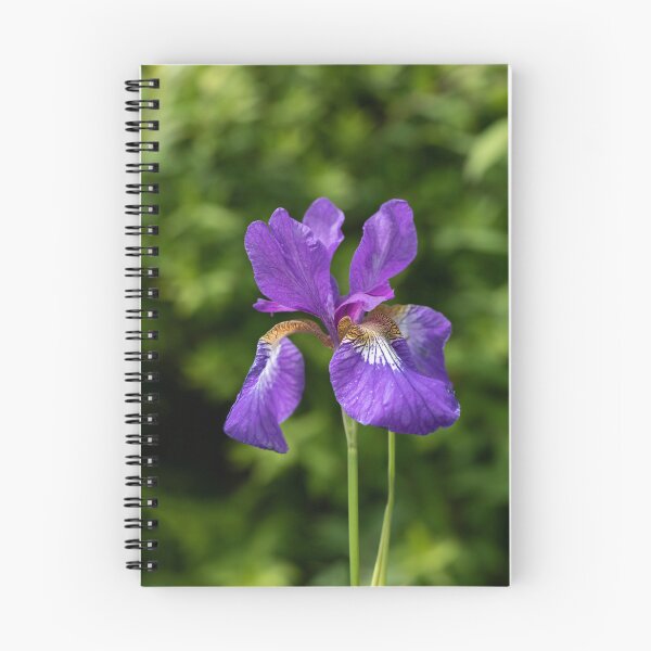 Aperçu de l'œuvre iris sauvage créée et vendue par codaimages.