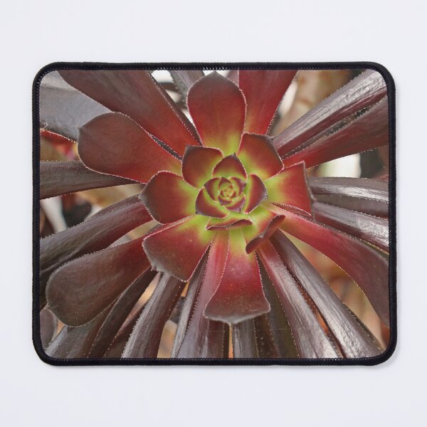 Item preview, Variegated Succulent, October 2022 designed and sold by RedHillDigital.