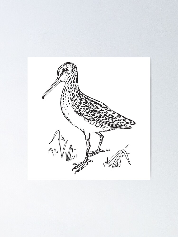 "Snipe" Poster for Sale by SarahLeonard Redbubble