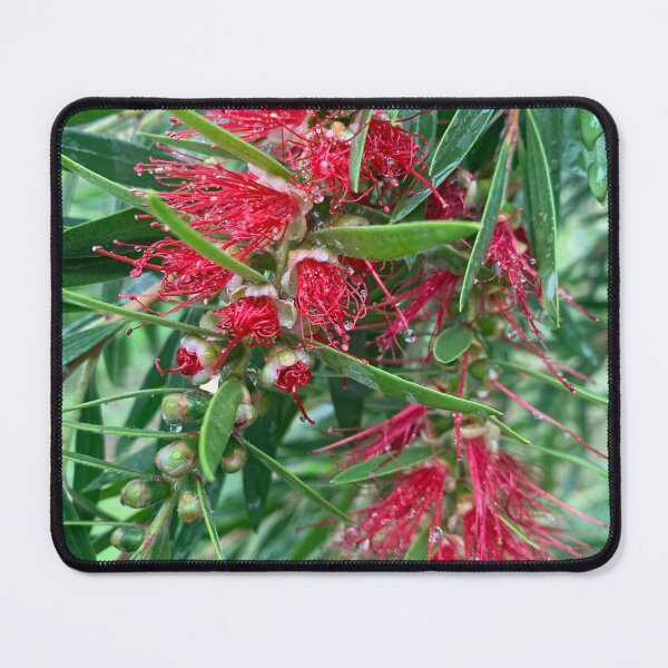 Item preview, Bottlebrush  designed and sold by baksuart.