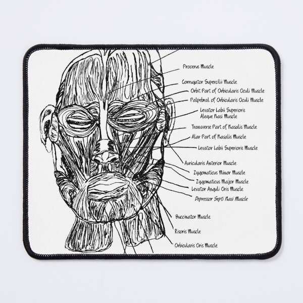 Item preview, Anatomy: Facial Musculature designed and sold by NicoAndBaz.