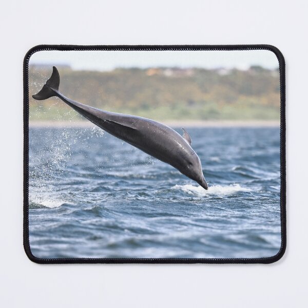 Item preview, Flying dolphin designed and sold by chanonry.
