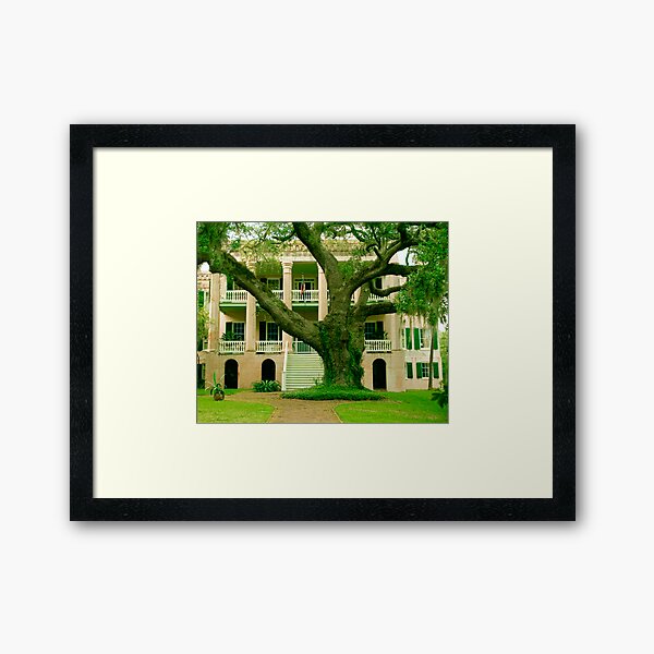 The Century Tree Framed Art Print