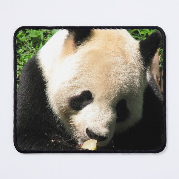 Item preview, Giant panda eating fruit designed and sold by PowerfulPhotos.