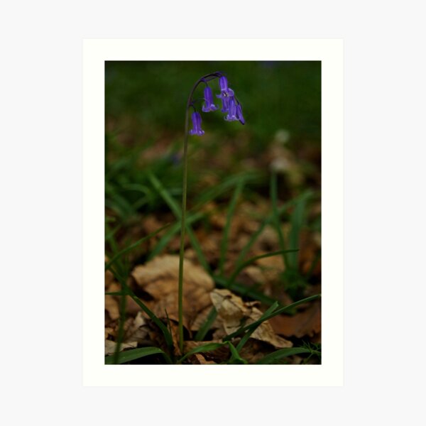 Single Bluebell in Prehen Woods, Derry Art Print