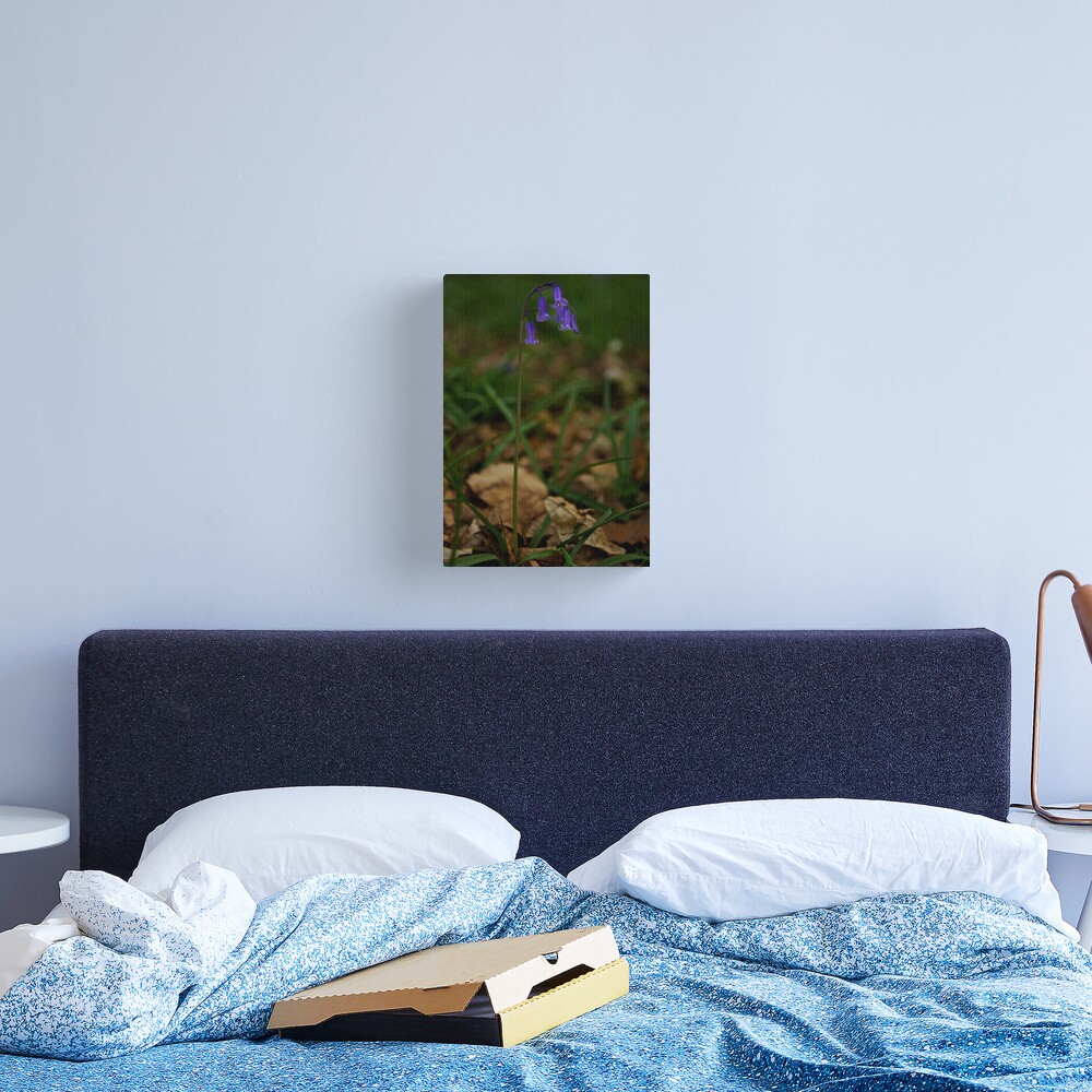Single Bluebell in Prehen Woods, Derry Canvas Print
