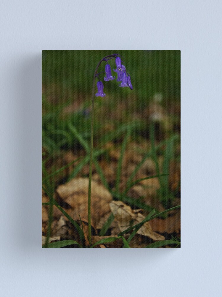Alternate view of Single Bluebell in Prehen Woods, Derry Canvas Print