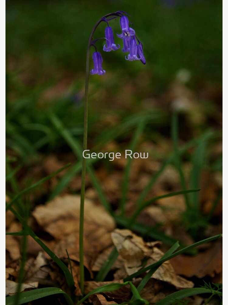 Single Bluebell in Prehen Woods, Derry by VeryIreland