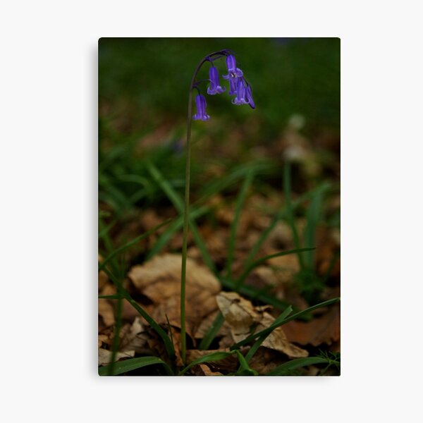 Single Bluebell in Prehen Woods, Derry Canvas Print