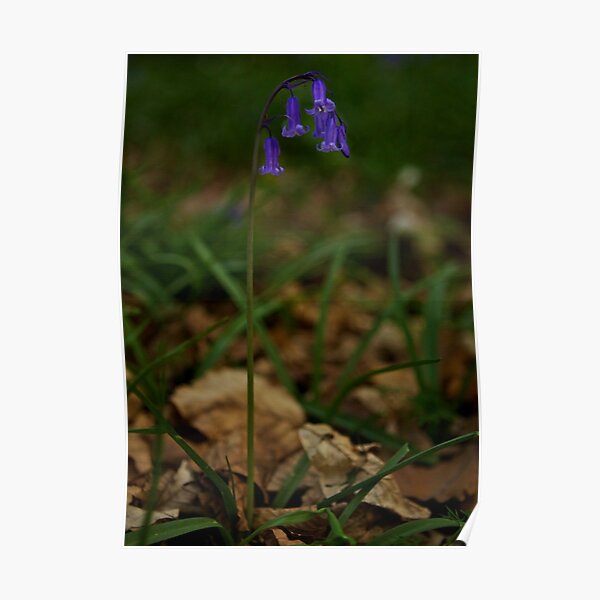 Single Bluebell in Prehen Woods, Derry Poster