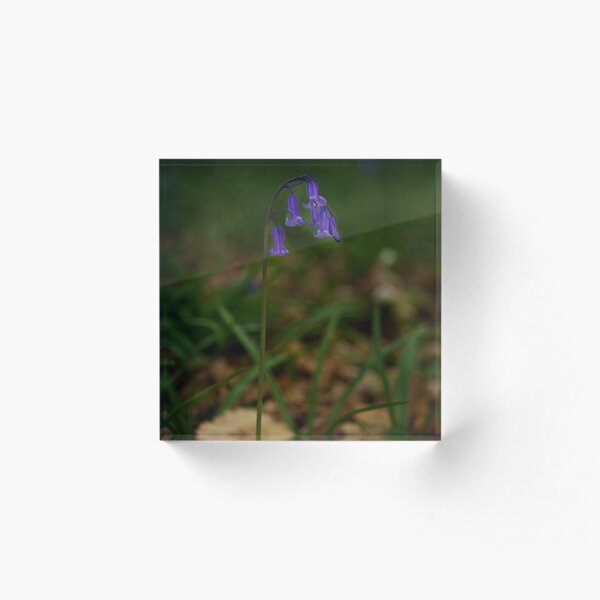 Single Bluebell in Prehen Woods, Derry Acrylic Block