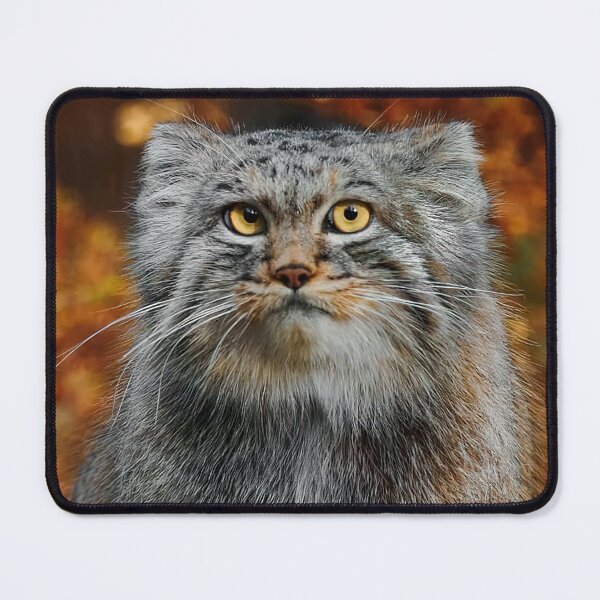 Item preview, Pallas's Cat / Manul designed and sold by MorningFive.