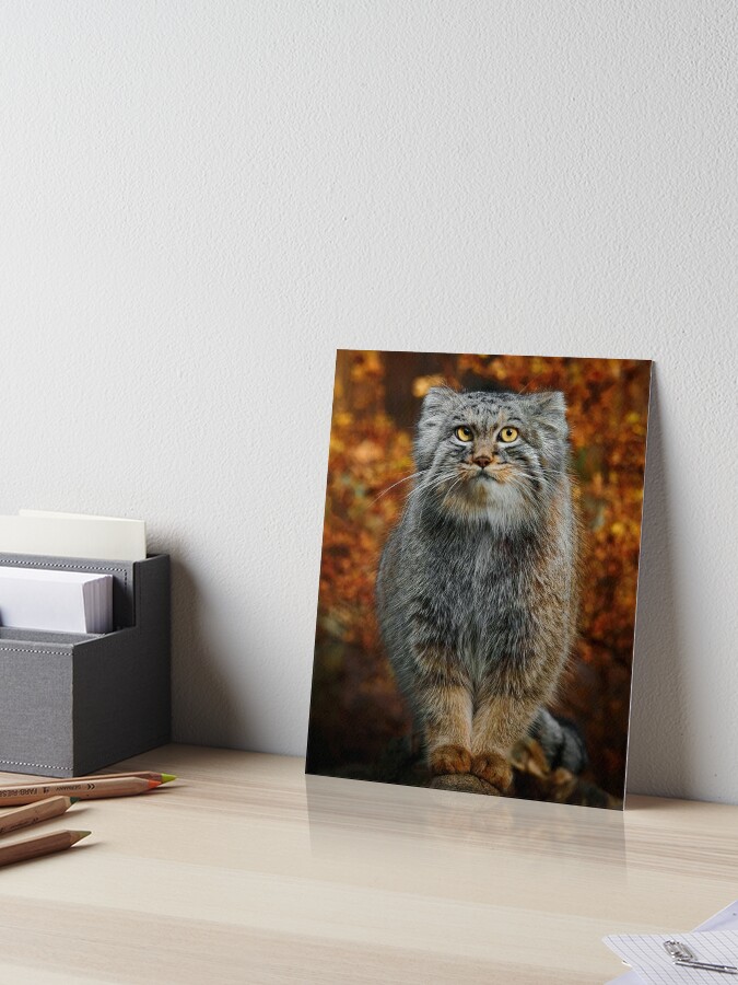 The Creature Feature: 10 Fun Facts About the Pallas' Cat