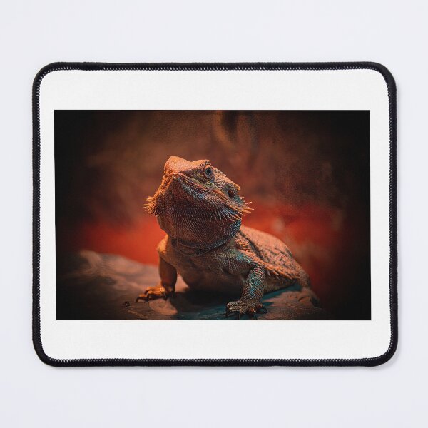 Item preview, Little bearded dragon designed and sold by PVphotography.
