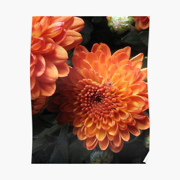 Autumn in Bloom Poster