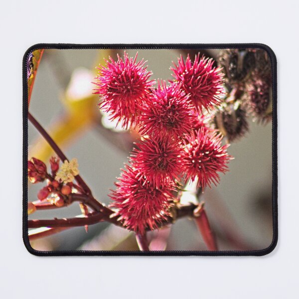 Item preview, Ricinus Fluffy Red Fruit Flowers Castor Oil Plant designed and sold by worldways.