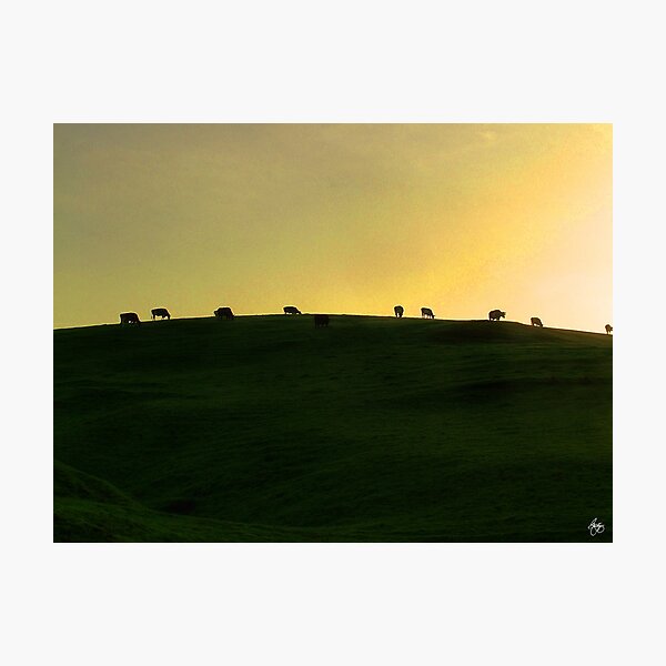 Item preview, California Coast Cows at Sunset designed and sold by Wayne King.