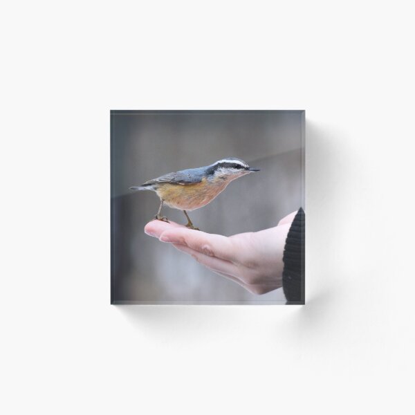 Item preview, Red-breasted Nuthatch designed and sold by Kaykao.