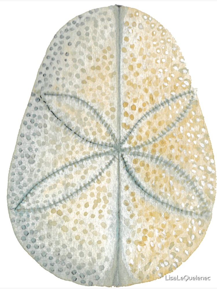Thumbnail 3 of 3, Sticker, Sand dollar shell - watercolour designed and sold by LisaLeQuelenec.