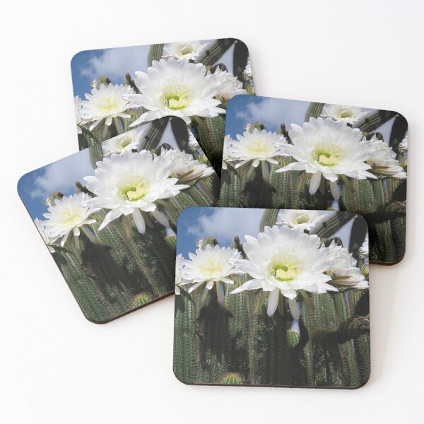 Item preview, Cacti Flowers at Mount Gambier South Australia designed and sold by Heatherian.