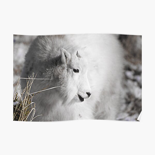 Baby Mountain Goat Poster
