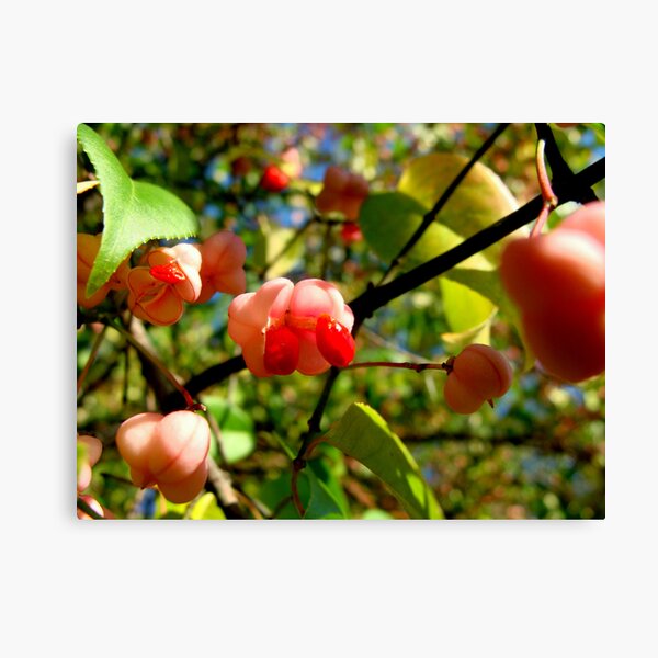 Soul's Blossom Canvas Print