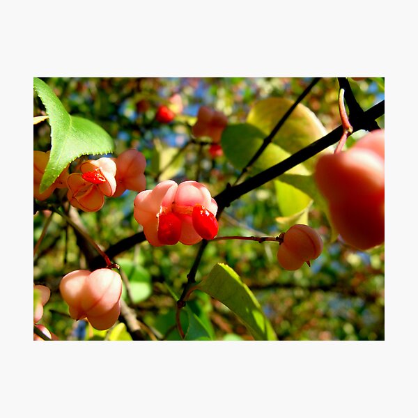 Soul's Blossom Photographic Print