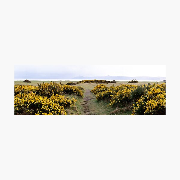 Item preview, Applecross Scottish Gorse designed and sold by panoverse.
