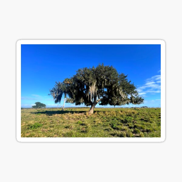Item preview, Live Oak Draped In Spanish Moss  designed and sold by Jason Tompkins.