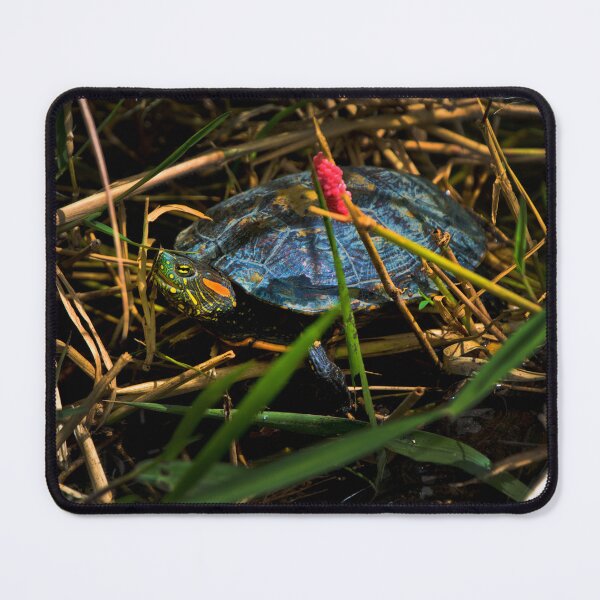 Item preview, A Turtle In Lago Chilicote designed and sold by alabca.